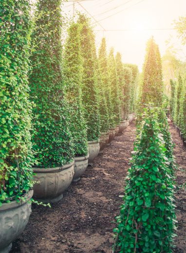 Spiral Topiary